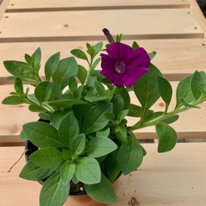 Pétunia Mauve