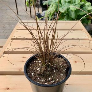 Carex Red Rooster