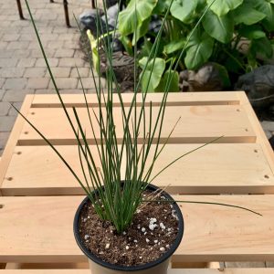 Juncus inflexus 'Blue Arrows'