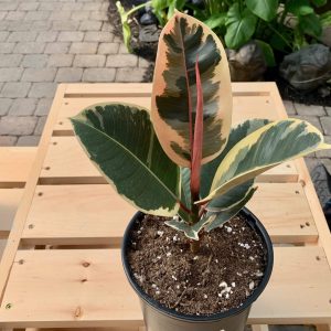 Ficus Elastica Tineke