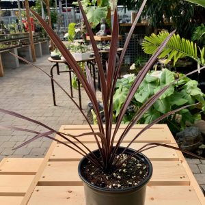 Cordyline autorails ''Red Sensation''