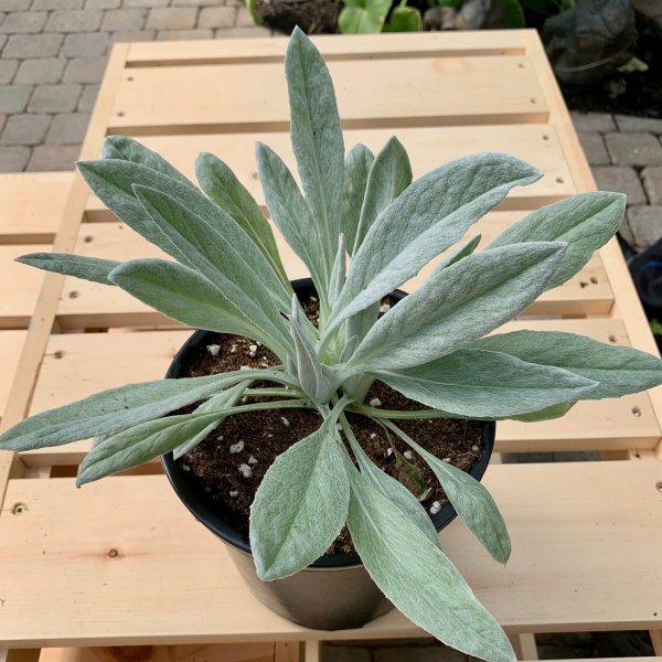 Senecio ''Donkey's Ears''