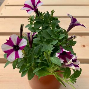 Pétunia Rose et Blanc