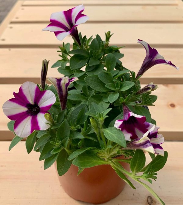 Pétunia Shortcake Blueberry