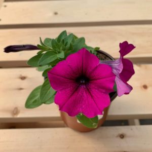 Pétunia Rose Foncé