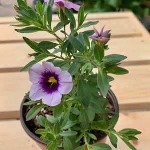 Calibrachoa Callie Eclipse Lilac