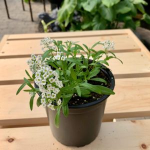 Lobularia Silver Stream