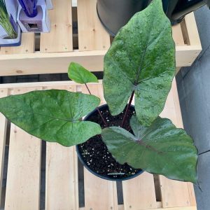 Alocasia 'Melino'