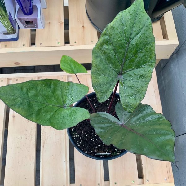 Alocasia 'Melino'