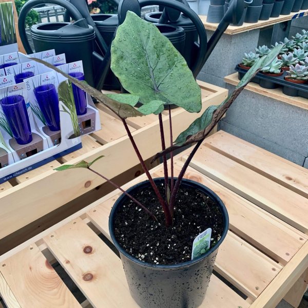 Alocasia 'Melino' – Image 2