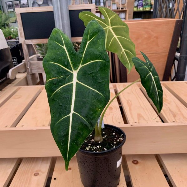Alocasia Micholitziana 'Frydek'