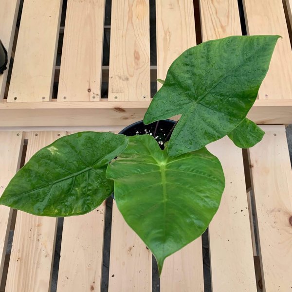 Alocasia 'Dark Star' – Image 2