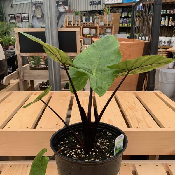 Alocasia 'Dark Star'