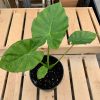 Alocasia 'Calidora' – Image 2