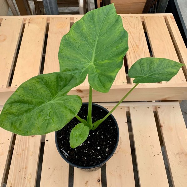 Alocasia 'Calidora' – Image 2