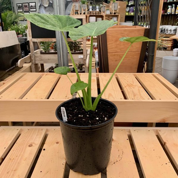 Alocasia 'Calidora'