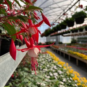 Fuchsia