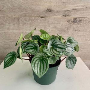 Peperomia Watermelon