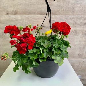 Panier suspendu de géraniums rouges