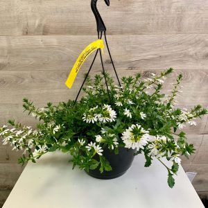 Panier suspendu de Scaevolas blancs