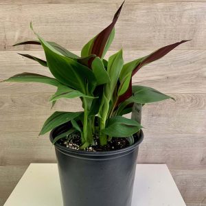Canna Cleopatra
