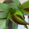 Canna Cleopatra – Image 2