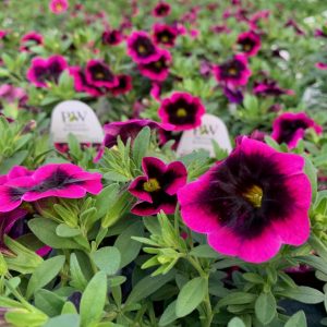 Calibrachoa rose foncé & noir