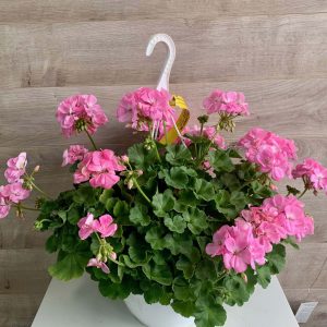 Panier suspendu de géraniums roses