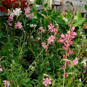 Gaura Rose