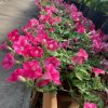 Pétunia Dekko Rose Étoilé – Image 2