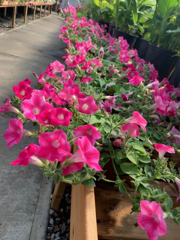 Pétunia Dekko Rose Étoilé – Image 2