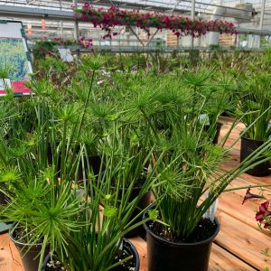 Cyperus isocladus