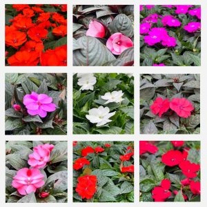 Impatiens Nouvelle-Guinée