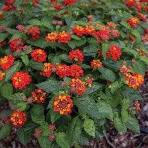 Lantana Rouge