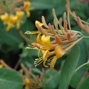 Chèvrefeuille grimpant « Mandarin »