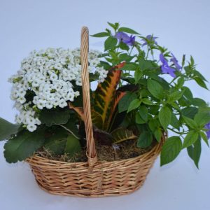 Jardin de plante petite amitié