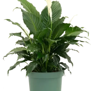 Spatiphyllum (Lys de paix)