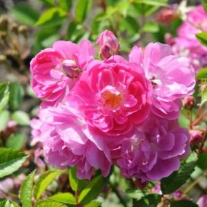 Rosier «Abbotsford»