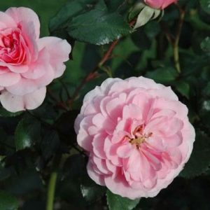 Rosier «Bonica»