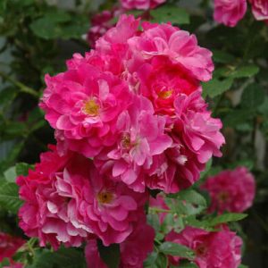 Rosier «John Cabot»