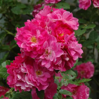 Rosier «John Cabot»