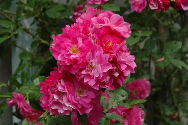 Rosier «John Cabot»