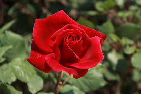 Rosier 'Mister Lincoln'