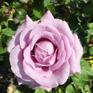 Rosier «Neptune»