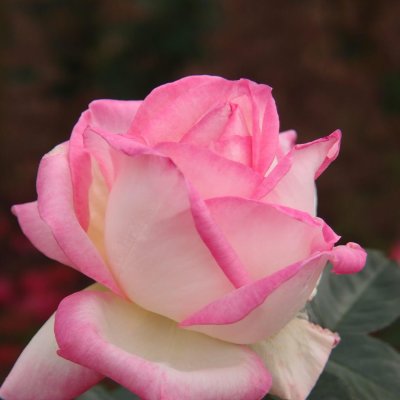 Rosier « Princesse de Monaco»