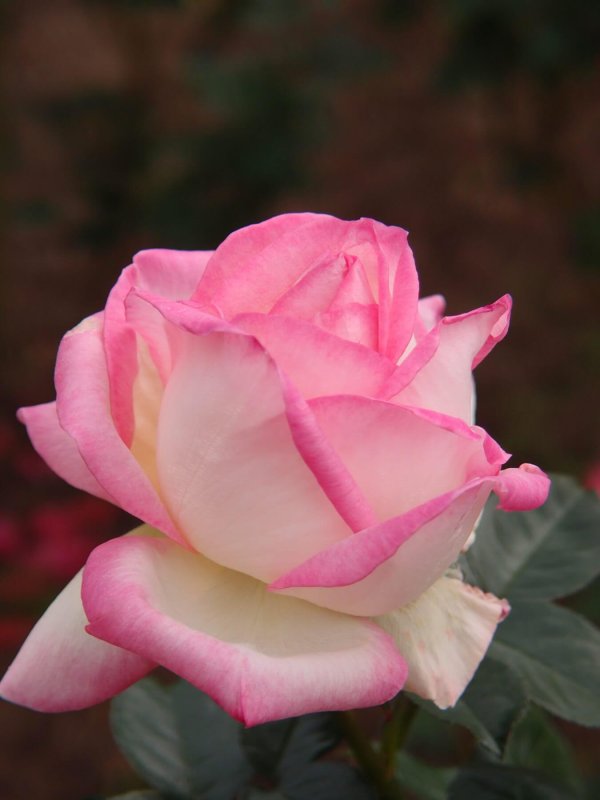 Rosier « Princesse de Monaco»