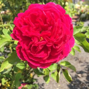 Rosier «Othello»