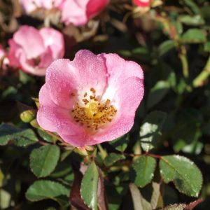 Rosier «Carefree Delight»