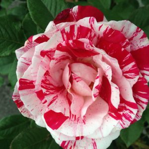 Rosier «Scentimental»