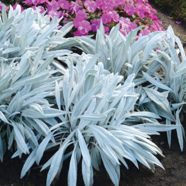 Senecio ''Donkey's Ears'' – Image 2